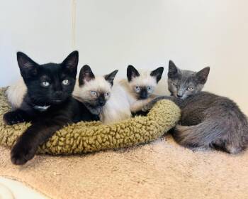 Siamese Cats Available for Adoption in Oakland, California - Monaco | PetCurious