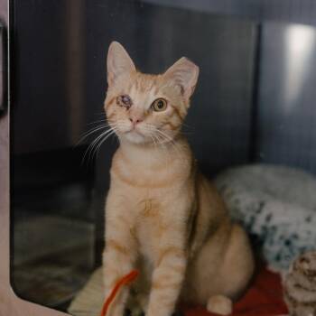 Neeko -  Domestic Short Hair Cat for Adoption in Los Angeles, California - Neeko | PetCurious