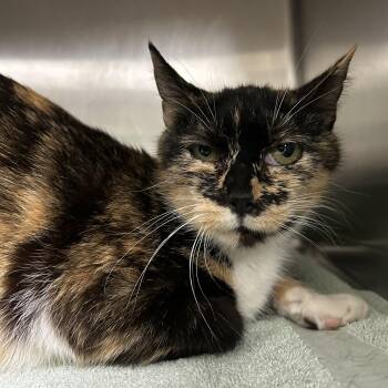 Rescue Calico Cats for Adoption in La Grange Park, Illinois - Mama Lulu | PetCurious