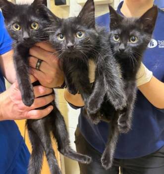 GUCCI -  Domestic Short Hair Cat Available for Adoption in St. Peters, Missouri - GUCCI | PetCurious