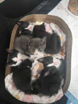Forest Litter (7 weeks) -  American Shorthair Cat for Adoption in Florham Park, New Jersey - Forest Litter (7 Weeks) | PetCurious