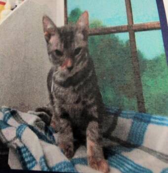 Dexter2 -  Domestic Short Hair Cat for Adoption in Parker, Colorado - Dexter2 | PetCurious