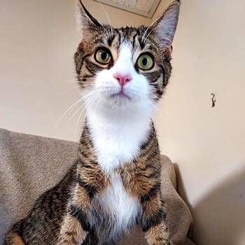 Kitty -  Domestic Short Hair Cat for Adoption in Falls Creek, Pennsylvania - Kitty | PetCurious