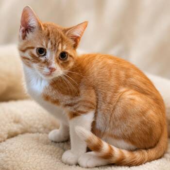 Hansel -  Domestic Short Hair Cat for Adoption in Homer Glen, Illinois - Hansel | PetCurious