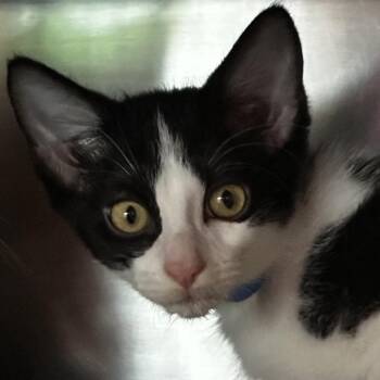 Fez -  Domestic Short Hair Cat for Adoption in Chicago, Illinois - Fez | PetCurious