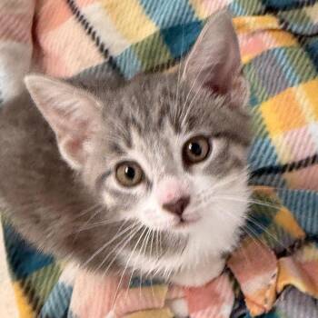 Domestic Short Hair Cats Available for Adoption in Evansville, Indiana - Tamera | PetCurious
