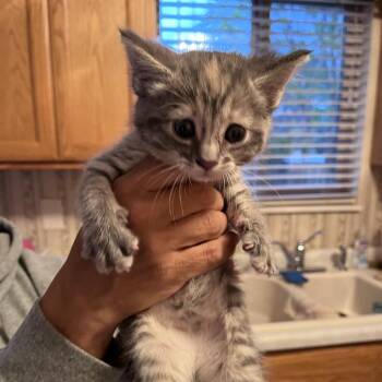 Natasha -  Domestic Short Hair Cat for Adoption in Lakewood, Colorado - Natasha | PetCurious