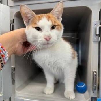 OJ -  Domestic Short Hair Cat for Adoption in New York, New York - OJ | PetCurious
