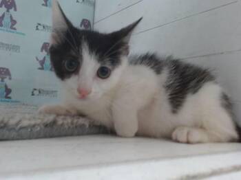 Domestic Short Hair Cats Available for Adoption in Orlando, Florida - A595877 | PetCurious