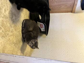 Rescue Domestic Short Hair Cats for Adoption in Shelton, Washington - Smokey (black) Grady (grey) | PetCurious