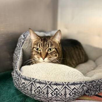 Ember&Simba -  Domestic Short Hair Cat for Adoption in Portage, Michigan - Ember&Simba | PetCurious