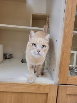 Rescue Domestic Short Hair Cats for Adoption in Hays, Kansas - Gilbert | PetCurious
