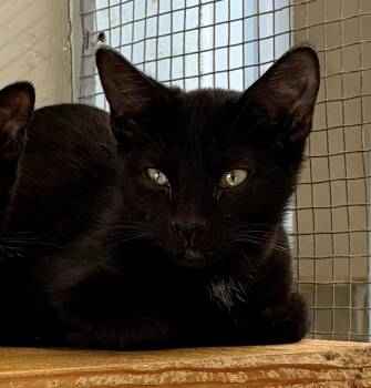 Rescue Domestic Short Hair Cats for Adoption in Louisa, Kentucky - MAX | PetCurious