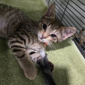 Domestic Short Hair Cats Available for Adoption in Waldorf, Maryland - Daffy | PetCurious