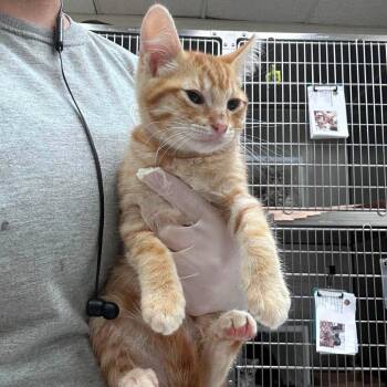 Spice 26-08-047 -  Domestic Short Hair Cat for Adoption in Bastrop, Texas - Spice 26-08-047 | PetCurious