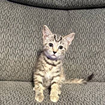 Crispy -  Domestic Short Hair Cat for Adoption in Parkersburg, West Virginia - Crispy | PetCurious