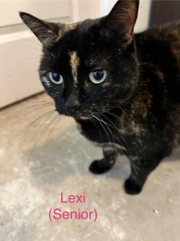 Rescue Tortoiseshell Cats for Adoption in Coalhurst, Alberta - Lexie | PetCurious