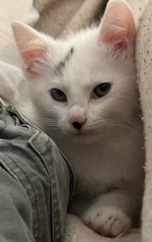 Potter -  Domestic Medium Hair Cat for Adoption in Beckley, West Virginia - Potter | PetCurious