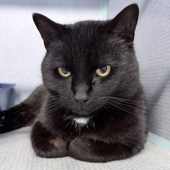 Domestic Short Hair Cats Available for Adoption - Vandal | PetCurious