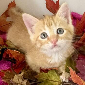 Candy Corn -  Domestic Short Hair and Tabby Cat for Adoption in Charles City, Iowa - Candy Corn | PetCurious