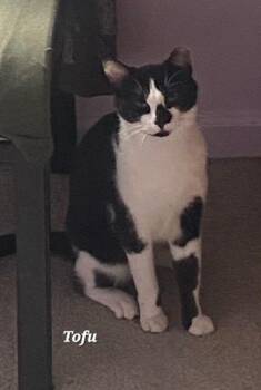 Tofu -  Domestic Short Hair Cat for Adoption in Catasauqua, Pennsylvania - Tofu | PetCurious
