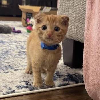 Domestic Short Hair Cats Available for Adoption in Auburn, Alabama - Atlas | PetCurious