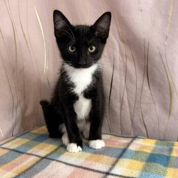 Yamaha -  Tuxedo Cat for Adoption in Long Beach, Mississippi - Yamaha | PetCurious