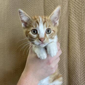 Bobby -  American Bobtail Cat for Adoption in Sand Springs, Oklahoma - Bobby | PetCurious
