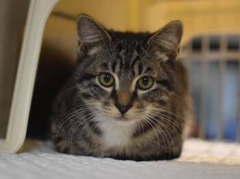 Pin Wheel -  Domestic Short Hair Cat for Adoption in Portland, Oregon - Pin Wheel | PetCurious