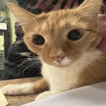 Domestic Short Hair Cats Available for Adoption - Victor | PetCurious