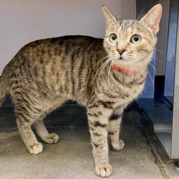 Sea Smoke -  Domestic Short Hair Cat for Adoption in Temecula, California - Sea Smoke | PetCurious
