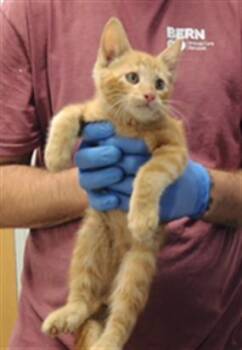SIMBA -  Domestic Short Hair Cat for Adoption in Albuquerque, New Mexico - SIMBA | PetCurious