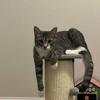 Steel -  Domestic Short Hair Cat for Adoption in Chicago, Illinois - Steel | PetCurious