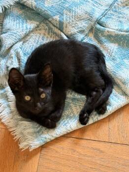 Max -  Domestic Short Hair Cat for Adoption in Bossier City, Louisiana - Max | PetCurious