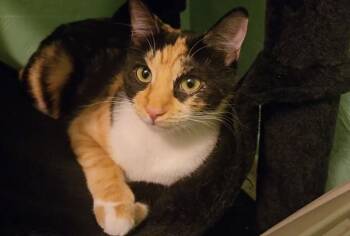 Domestic Short Hair Cats Available for Adoption - Cali (Bonded With Katniss) | PetCurious