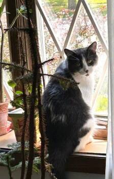Champaign -  Domestic Short Hair Cat for Adoption in Wheaton, Illinois - Champaign | PetCurious