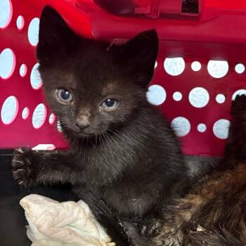 Haunted Mansion -  Domestic Short Hair Cat for Adoption in Greensboro, North Carolina - Haunted Mansion | PetCurious