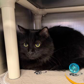Domestic Long Hair Cats Available for Adoption in Kennebunk, Maine - Olive | PetCurious