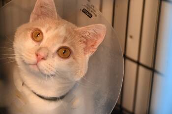 Rescue Domestic Short Hair Cats for Adoption in Rome, Georgia - MeMe | PetCurious