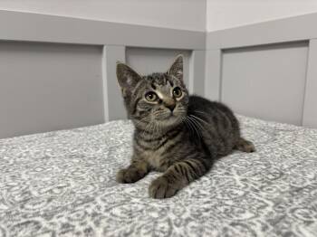 Rescue Domestic Short Hair and American Shorthair Cats for Adoption in Frankfort, Indiana - Bazzi | PetCurious