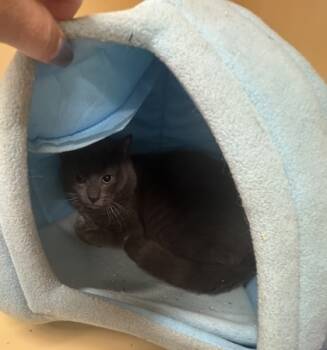 Rescue Domestic Short Hair Cats for Adoption - Kenny OF45 | PetCurious