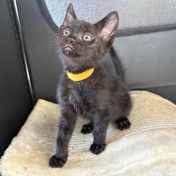 Maui (Yellow) -  Domestic Short Hair Cat for Adoption in Long Beach, California - Maui (Yellow) | PetCurious