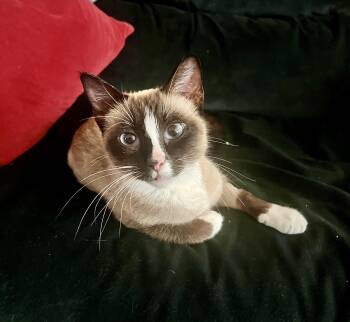 Siamese Cats Available for Adoption - Sophie  | PetCurious