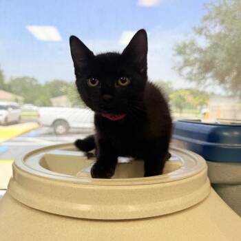 Pazazz -  Domestic Short Hair Cat for Adoption in Lakeland, Florida - Pazazz | PetCurious