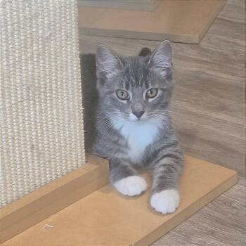 Righty--In Foster -  Domestic Short Hair Cat for Adoption in Fargo, North Dakota - Righty--In Foster | PetCurious
