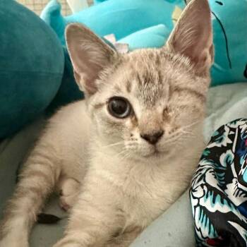 Rescue Siamese Cats for Adoption in Gastonia, North Carolina - Fynn | PetCurious