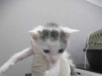 BIANCA -  Domestic Short Hair Cat for Adoption in Ocala, Florida - BIANCA | PetCurious