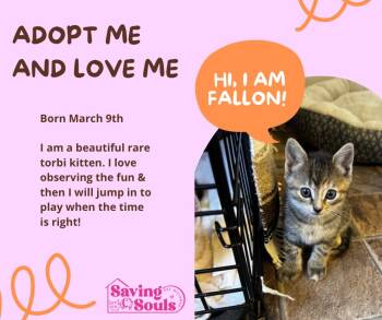 Fallon -  Tabby Cat Available for Adoption in Grand Haven, Michigan - Fallon | PetCurious