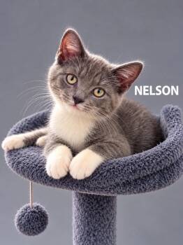 Nelson -  Domestic Short Hair Cat for Adoption in Lucas, Texas - Nelson | PetCurious