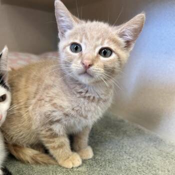 Parker -  Domestic Short Hair Cat for Adoption in Redwood City, California - Parker | PetCurious